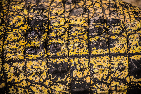 Crocodile types of amphibians are cold-blooded animals.の写真素材