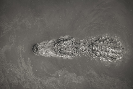 Crocodile types of amphibians are cold-blooded animals.の写真素材