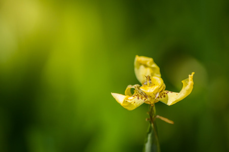 Wild orchids Yellow background beautiful blurredの写真素材