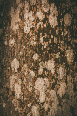 Surface fungus on wood abstract patterns for illustrate the backgroundの写真素材