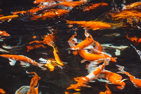 Abstract swimming  Koi Carp Fishes Japanese  (Cyprinus carpio) beautiful color variations used as background illustrationの写真素材