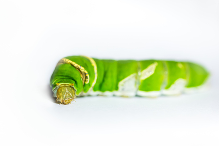 Caterpillar worm green on white background close upの写真素材