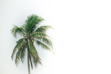 Coconut palm tree with green leaves isolated on white background and space for a messageの写真素材