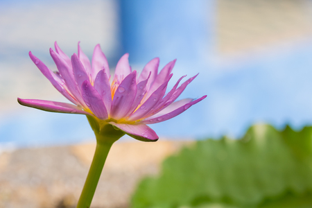 The appearance of a purple lotus flower is a beautiful symbol of Buddhism.の写真素材
