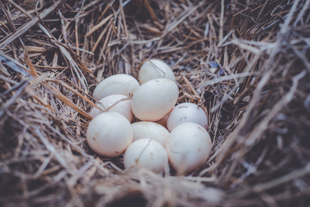 Eggs are a raw material for cooking.の写真素材