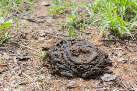 Cow manure is a waste of cattle that is beneficial to the trees and agriculture.の写真素材