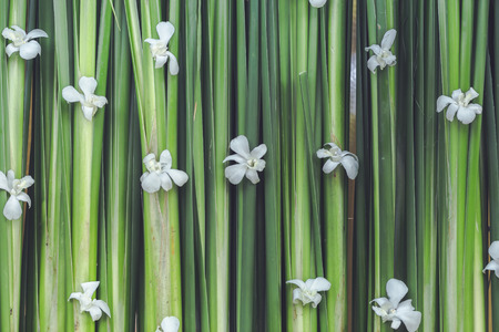 The background image of flowers at weddings is a symbol of love and joy.の写真素材