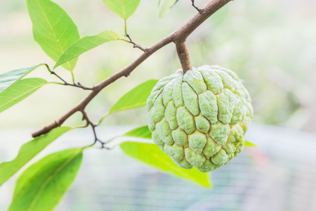 fresh green custard apple fruit on the tree with blurred leaf nature backgroundの写真素材