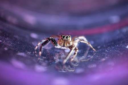 Spider jumping in Thailand is a colorful picture.