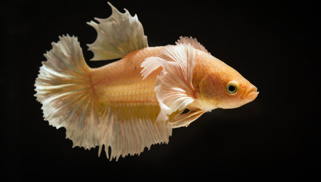 Betta or fight fish are beautifully colored in close-up view used for baking pictures and background images.の写真素材