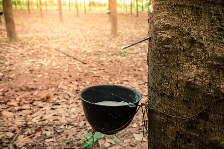 Rubber trees with white latex in the natural garden are flowing into a bowl or pot at the beginning. It is an agricultural product for the Thai industry.の写真素材