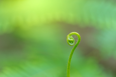 Freshness Green leaf of Fern are prominent in the beautiful group.の写真素材