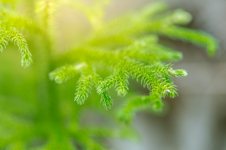 Freshness Green leaf of Fern are prominent in the beautiful group.