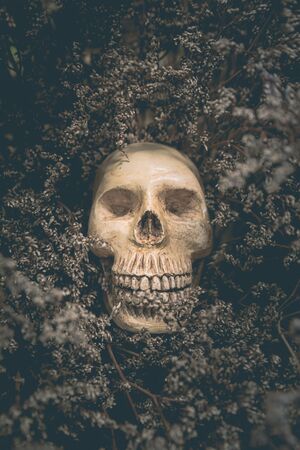 Human skull and old dried flowers are the life concept background.