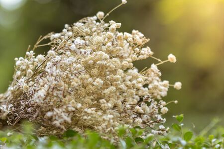 Dry flowers are used for the background image.の写真素材