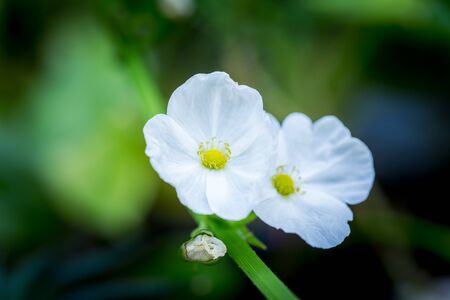 Sagittaria lancifolia L. ALISMATACEAE freshwater flowering plants Focus selected yellow flowers of...