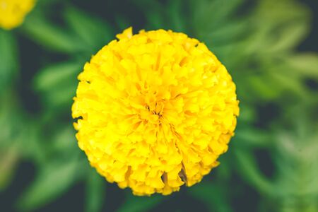 Yellow marigolds are large, beautiful in the garden as a product of agriculture.