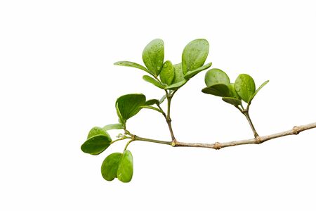 Branch branches and green leaves on a white background used for illustrations in agriculture and design.の写真素材