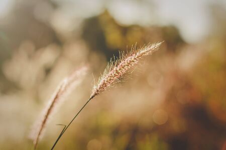Grass flowers with golden sunlight are beautiful in the morning and evening.の写真素材