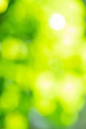 Bokeh background With natural light, green, yellow with blurredの写真素材