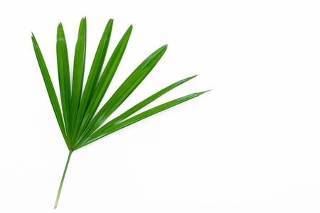 green lady palm leaf close up  on surface isolated  White backgroundの写真素材