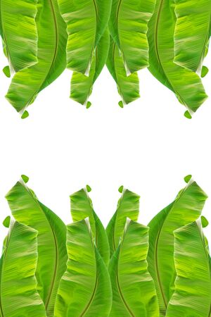 Banana leaf of natural green banana leaf fresh with isolated on white background.の写真素材