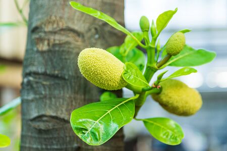 Jackfruit fruit in summer in asia Scientific name Artocarpus heterophyllus, Small jackfruit hanging...