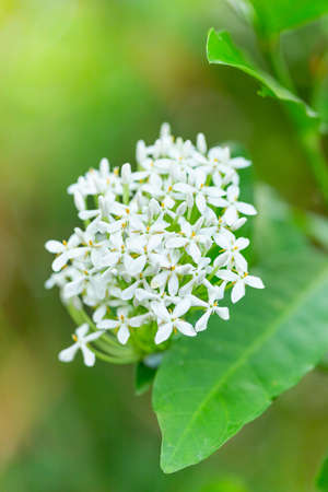 White flower (Ixora finlaysoniana) Beautiful blooming scented White jungle flame in family...