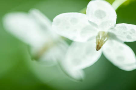 Tropical white flower With names Water jasmine with nature blurred background.