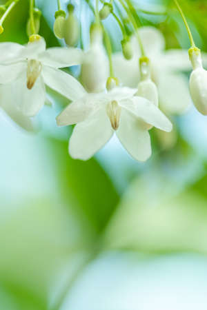 Tropical white flower With names Water jasmine with nature blurred background.