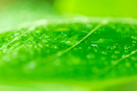 Leaves close up nature view of green leaf on blurred greenery background in garden Use as background...