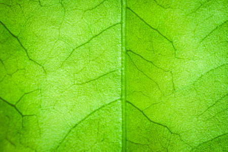 Abstract green leaf background for texture, macroの写真素材
