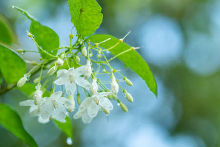 Tropical white flower With names Water jasmine with nature blurred background.の写真素材