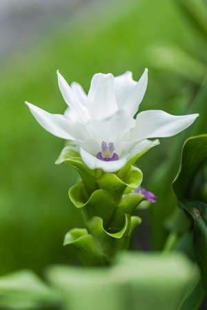 Curcuma Zanthorrhiza (Siam Tulip Curcuma Alismatifolia) white Flower In The Nature and in the gardenの写真素材