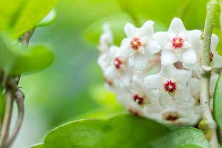 Close up of star shaped white and pink flowers of Hoya carnosa or porcelain flower or wax plant.の写真素材
