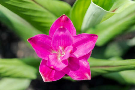 Curcuma Zanthorrhiza (Siam Tulip Curcuma Alismatifolia) white Flower In The Nature and in the garden