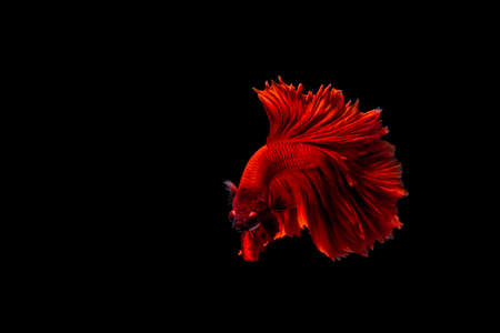 Red Siamese fighting fish Betta splendens,on black background ,Betta Fancy Koi Halfmoon Plakat