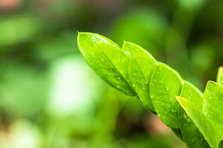 araceae,Zamioculcas zamiifolia or Zanzibar Gem Green leaf background beautiful and Useful decorative ornamental plantsの写真素材