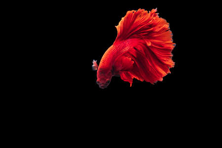 Red Siamese fighting fish Betta splendens,on black background ,Betta Fancy Koi Halfmoon Plakat