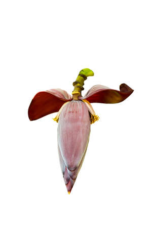 Banana flower eaten as vegetable isolated on white backgroundの写真素材
