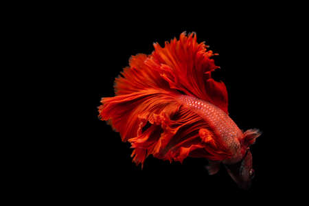 Red Siamese fighting fish Betta splendens,on black background ,Betta Fancy Koi Halfmoon Plakat