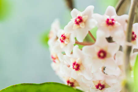 Close up of star shaped white and pink flowers of Hoya carnosa or porcelain flower or wax plant.の写真素材