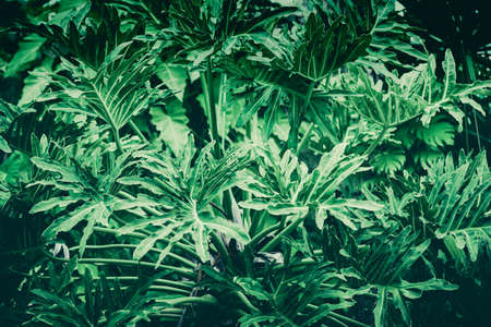 Green leaf background ( Philodendron, Philodendreae ) beautiful and Usefuldecorative ornamental...