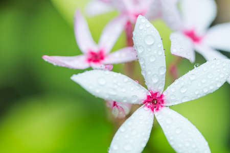 White and pink flower Kopsia rosea, fruticosa, fully blooming  in the gardenの写真素材