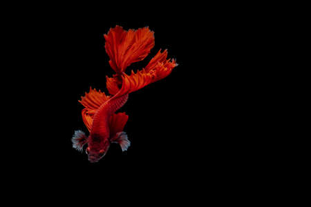Red Siamese fighting fish Betta splendens,on black background ,Betta Fancy Koi Halfmoon Plakatの写真素材
