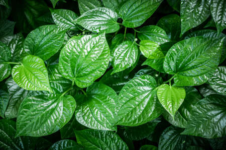 Green leaf background (betel leaf heart shape) Beautiful in the garden and It is an herb and has...