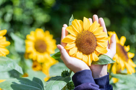 The sunflower is blooming In the hand of a girl Beautiful yellow In the morning sun blurred the agricultural gardening backgroundの写真素材