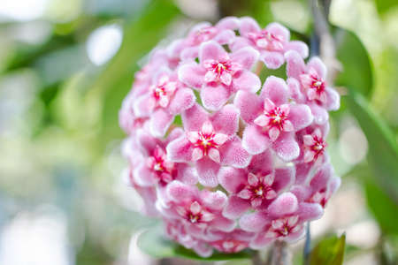Pink, White and Red flowers of Hoya carnosa or porcelain flower or wax plant.の写真素材