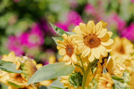 Sunflower natural of blur background.In the morning sun blurred the agricultural gardening background Close-upの写真素材
