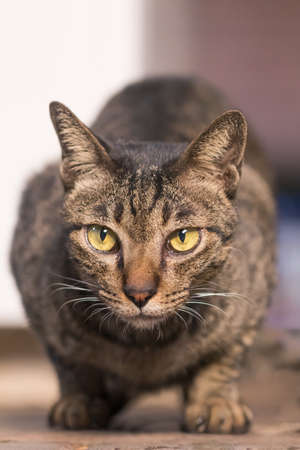 Close-up of thai cat  brown earth color, a short haired cat